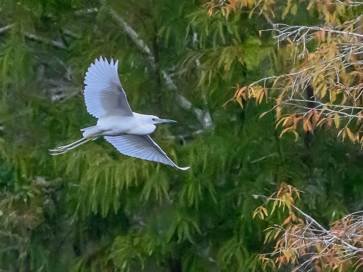 Little Blue Heron - ML611987659