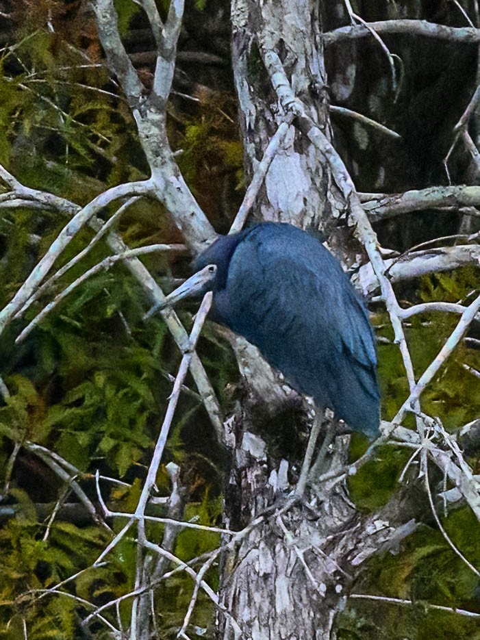 Little Blue Heron - ML611987660