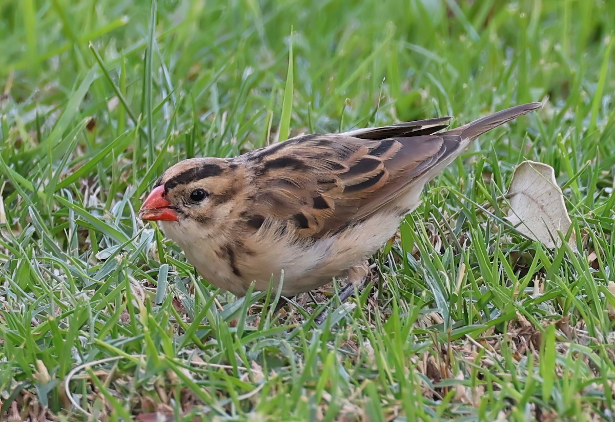 Pin-tailed Whydah - ML611987693