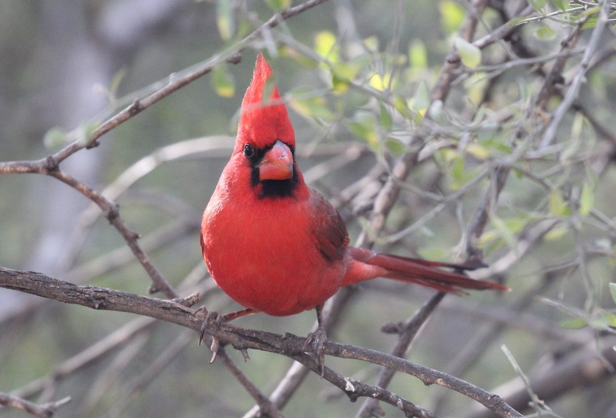 Northern Cardinal - Charlie  Bynar