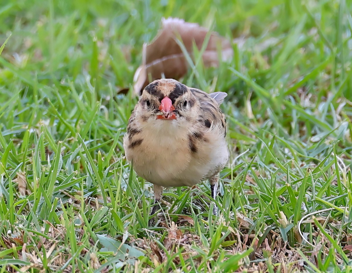 Pin-tailed Whydah - Constance Vigno