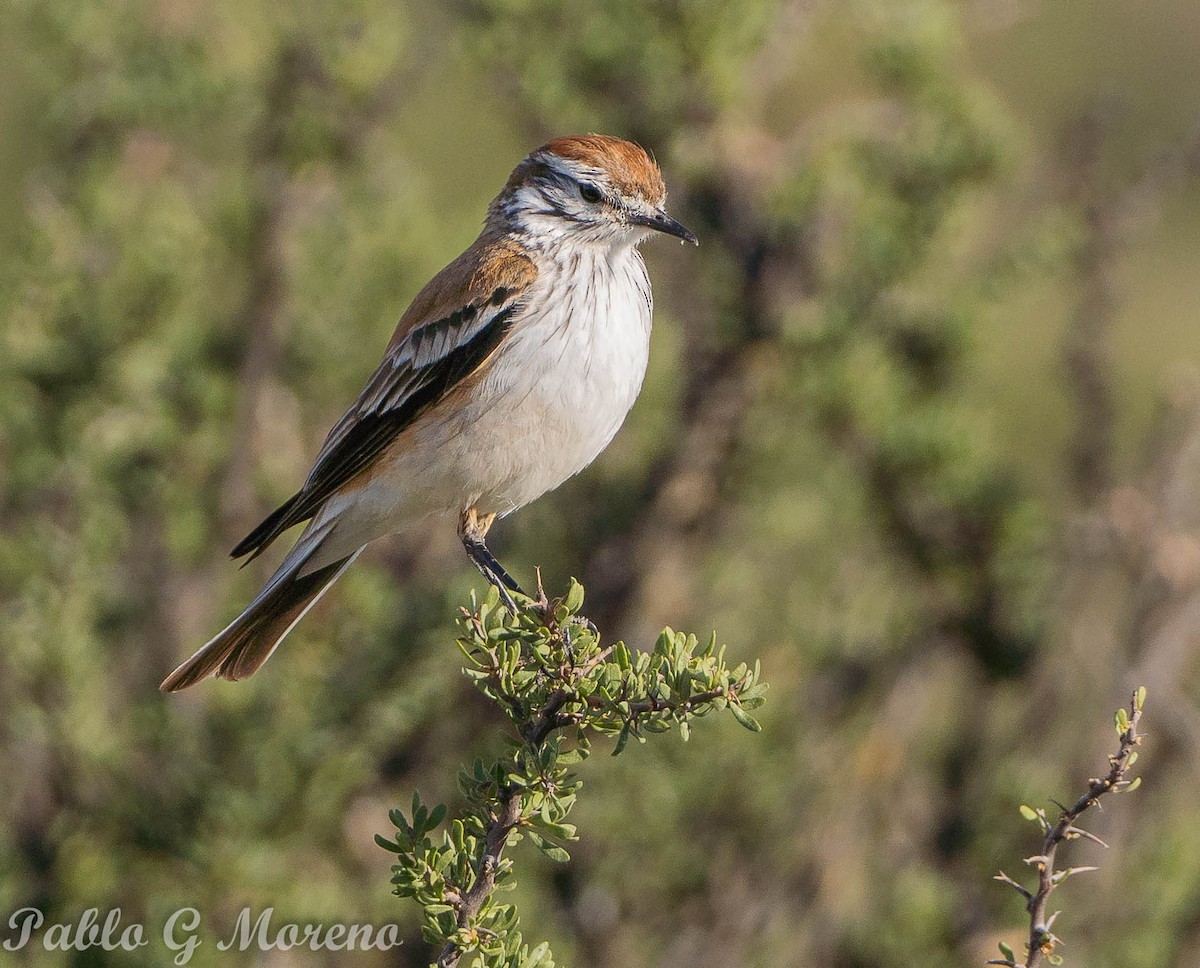 Rusty-backed Monjita - Pablo Moreno