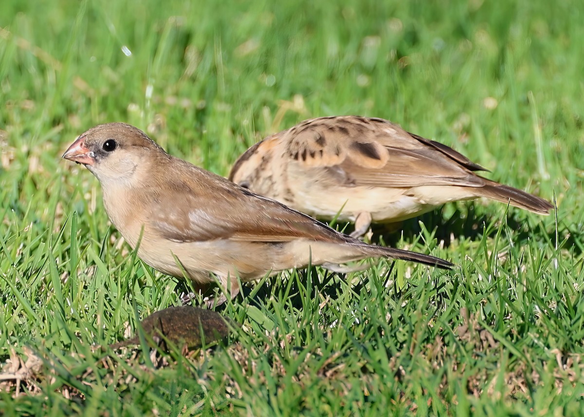 Pin-tailed Whydah - ML611987768