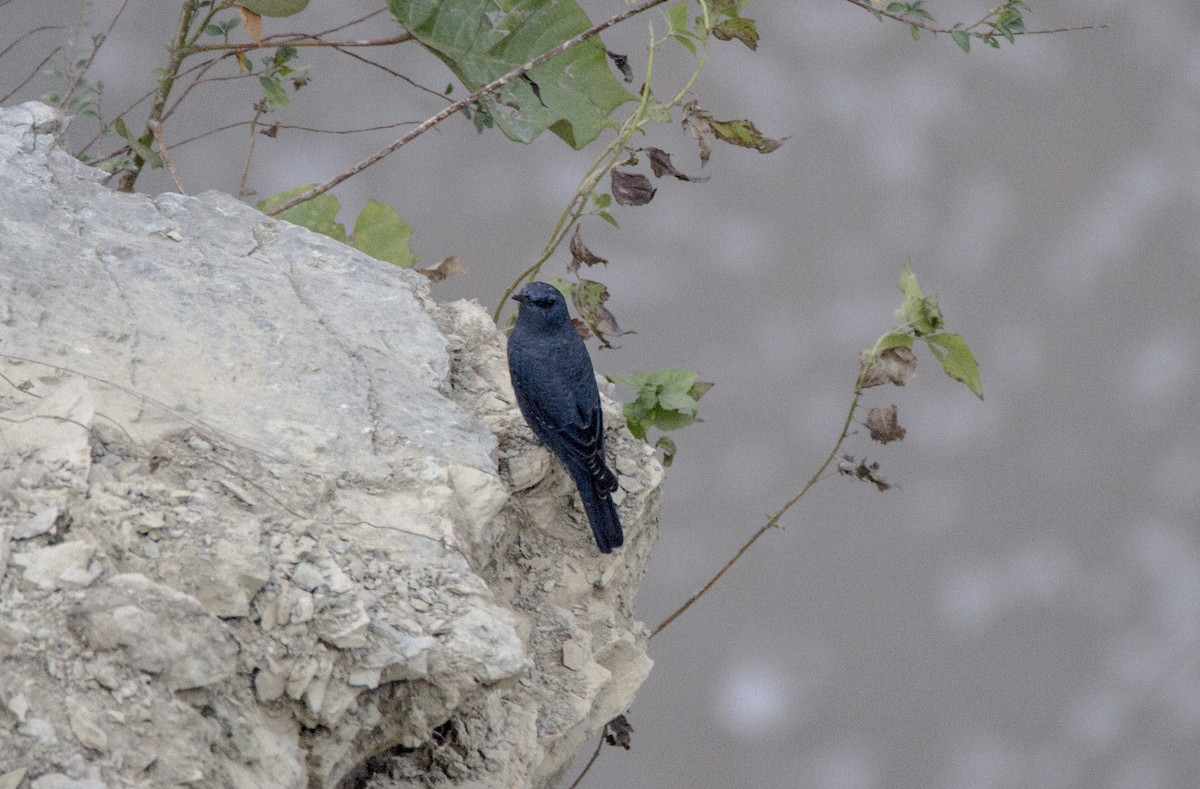 Blue Rock-Thrush - ML611987799