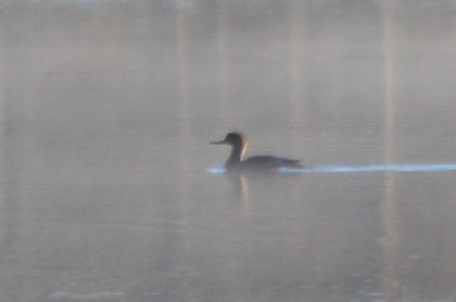 Zerra ertaina - ML611987824