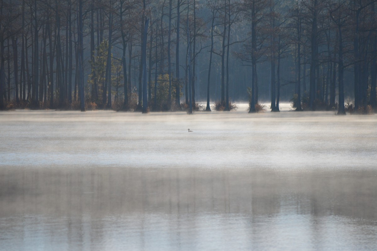 Zerra ertaina - ML611987825