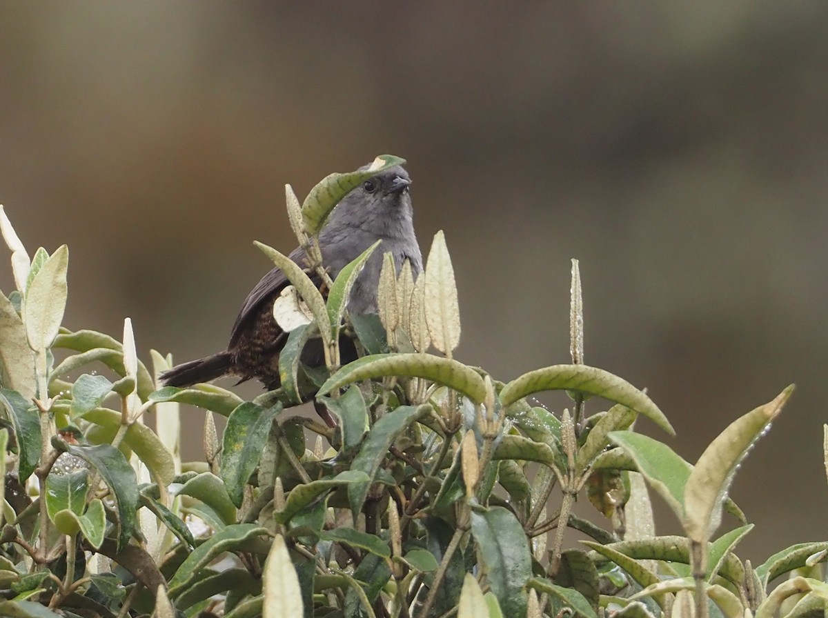 Neblina Tapaculo - ML611987878