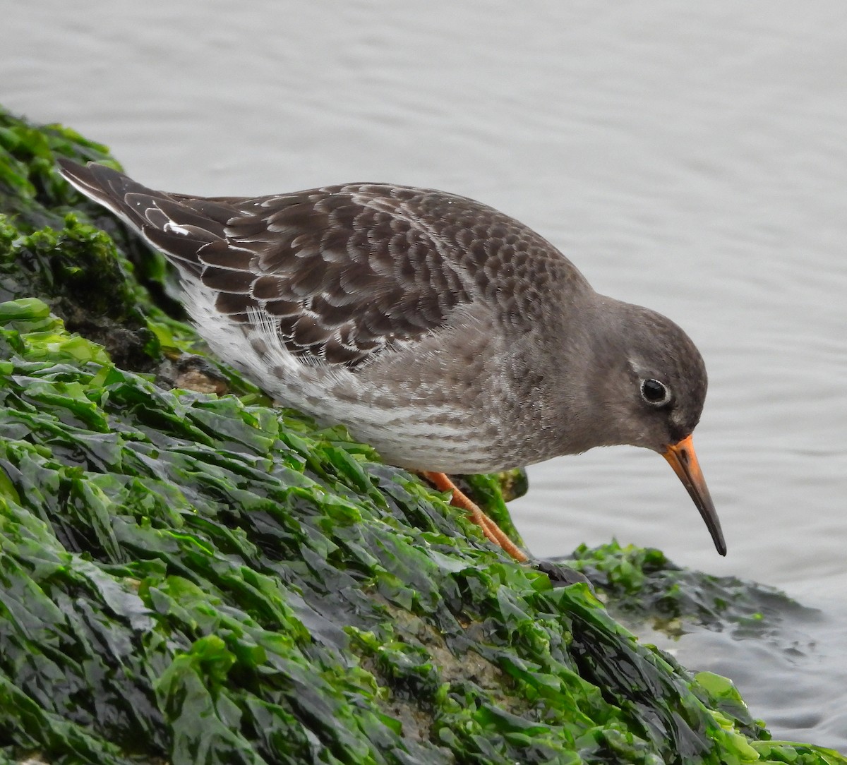 Purple Sandpiper - ML611987880