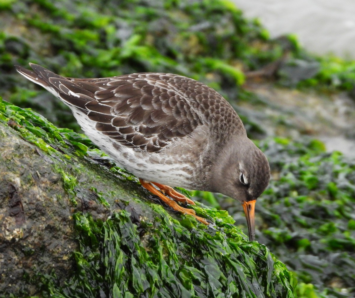 Purple Sandpiper - ML611987882