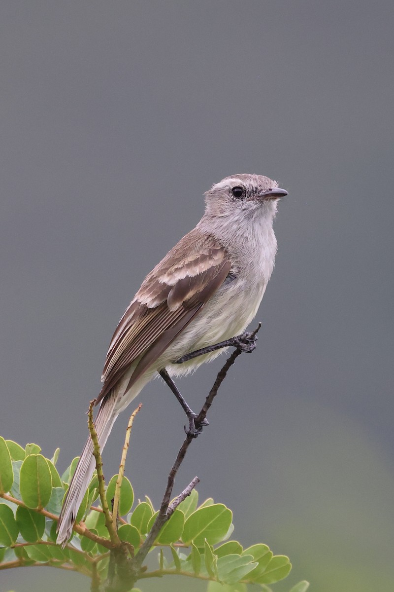 Marañon Tyrannulet - ML611987887