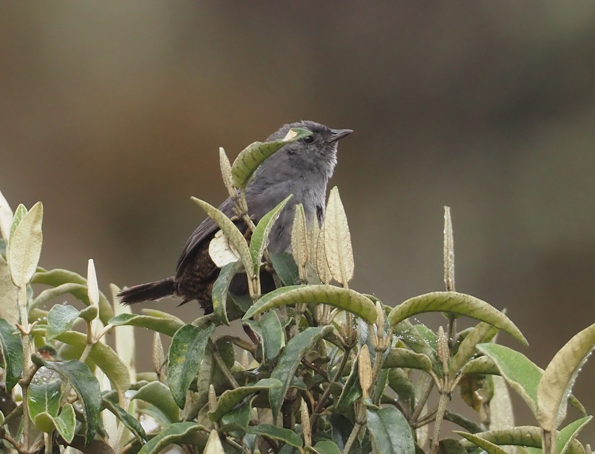 Neblina Tapaculo - ML611987921