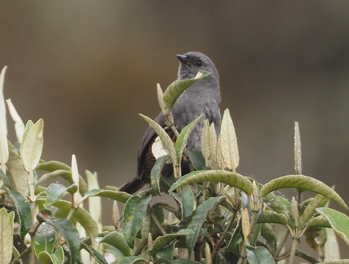 Neblina Tapaculo - ML611987922