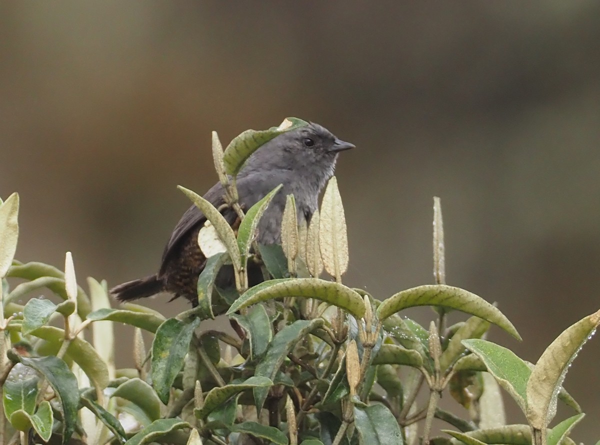 Neblina Tapaculo - ML611987931