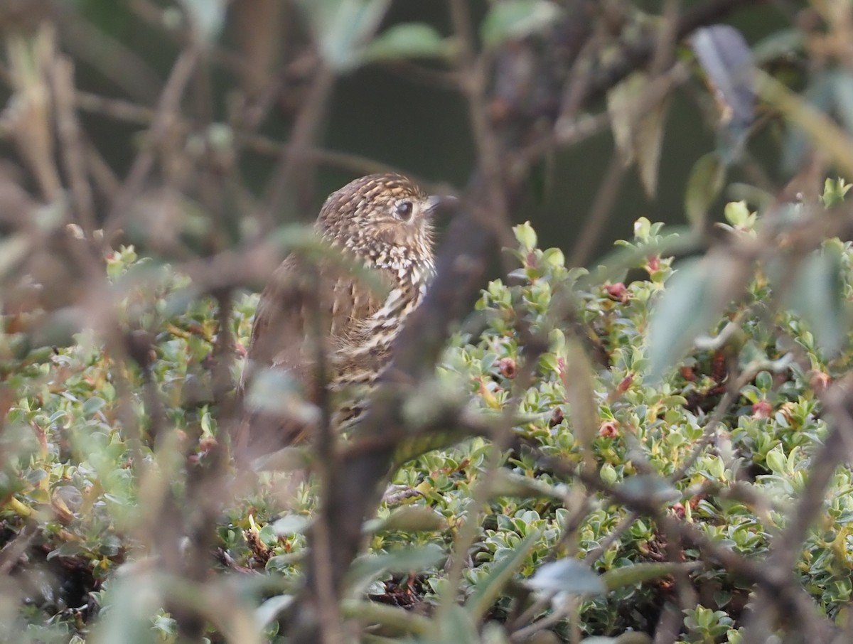 Stripe-headed Antpitta - ML611987951