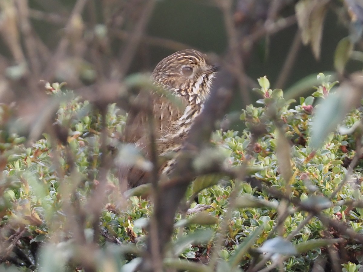 Stripe-headed Antpitta - ML611987954