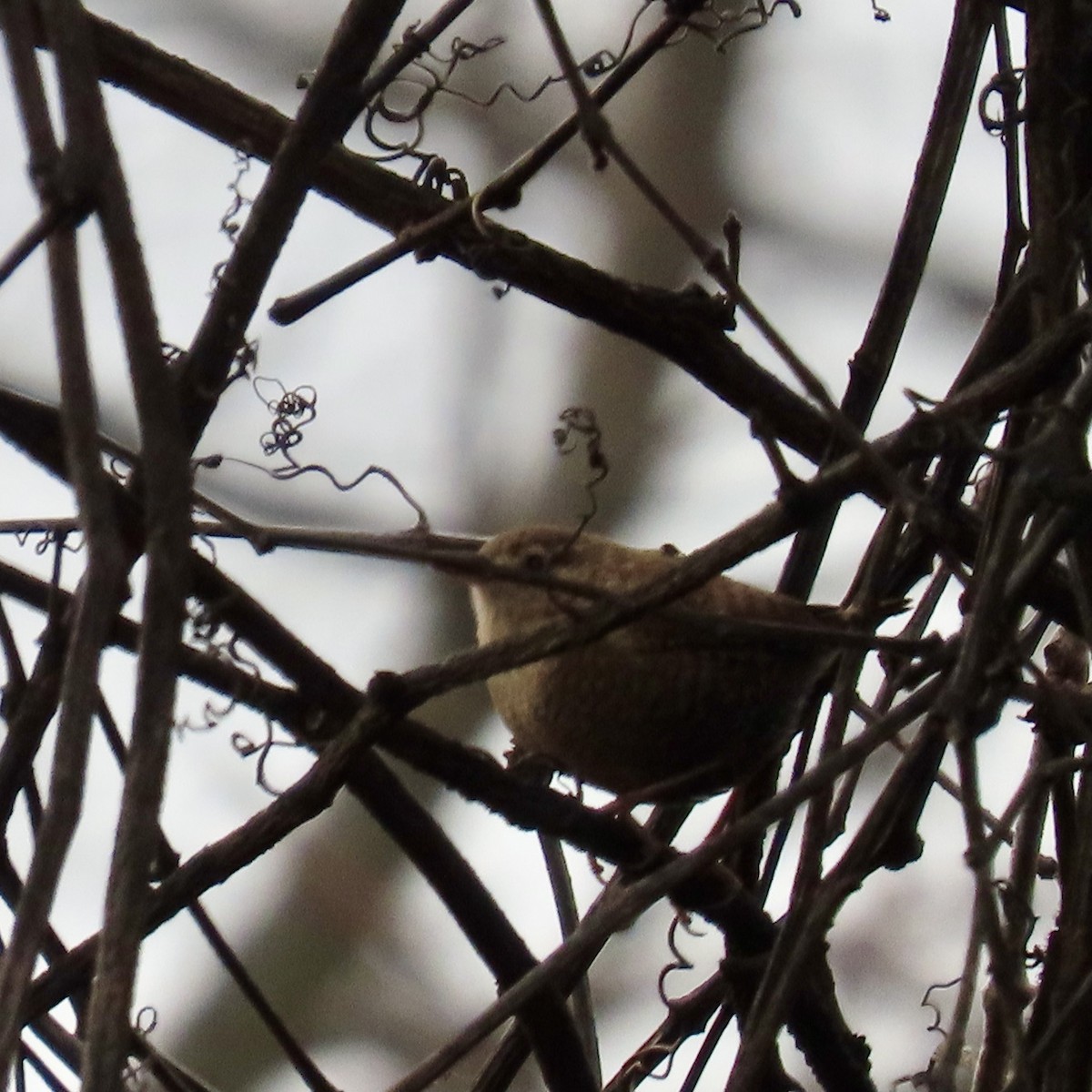 Winter Wren - Richard Fleming