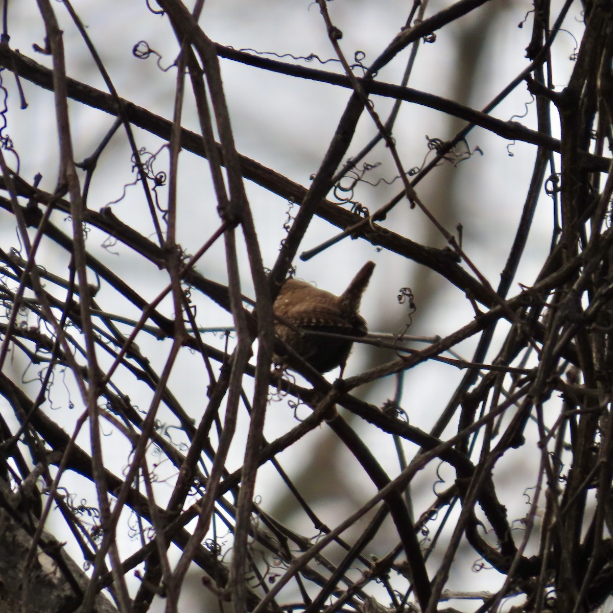 Winter Wren - ML611987965