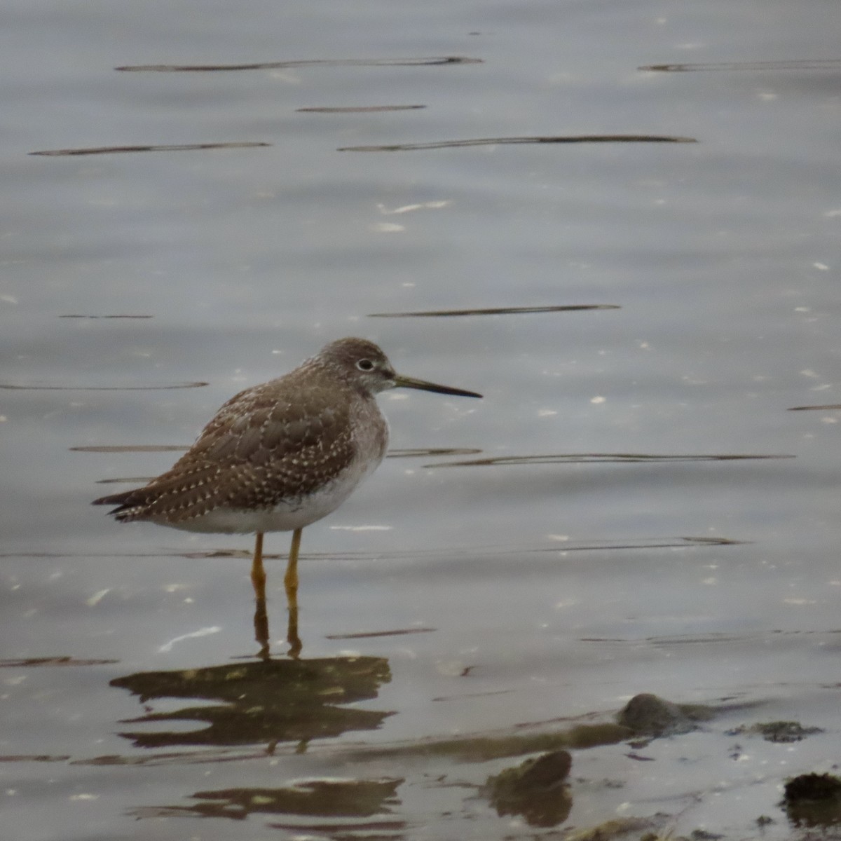 Greater Yellowlegs - ML611987970