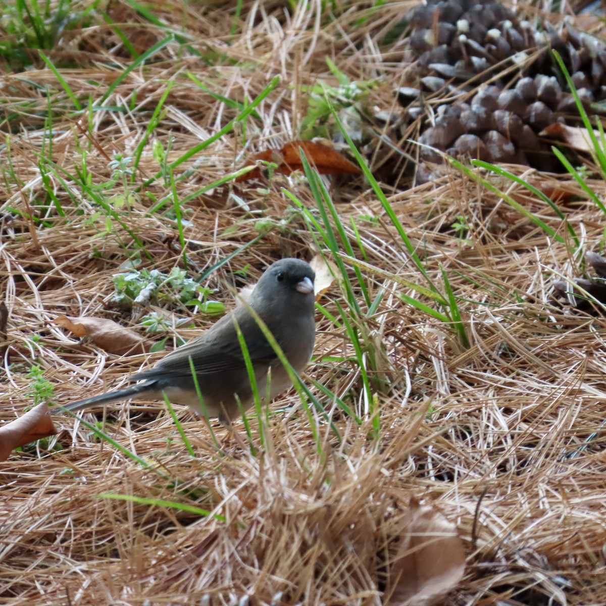 Junco ardoisé - ML611987972