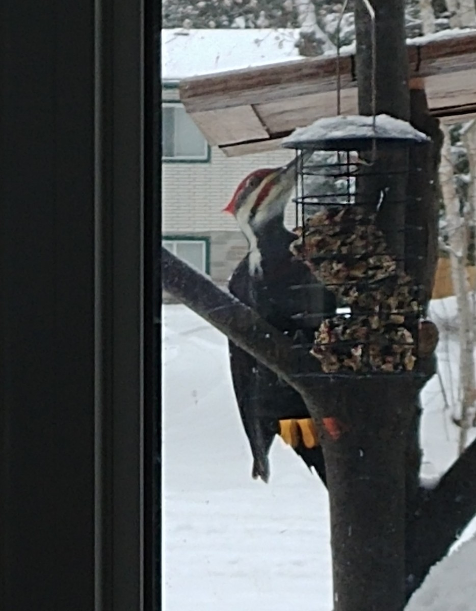 Pileated Woodpecker - ML611987975