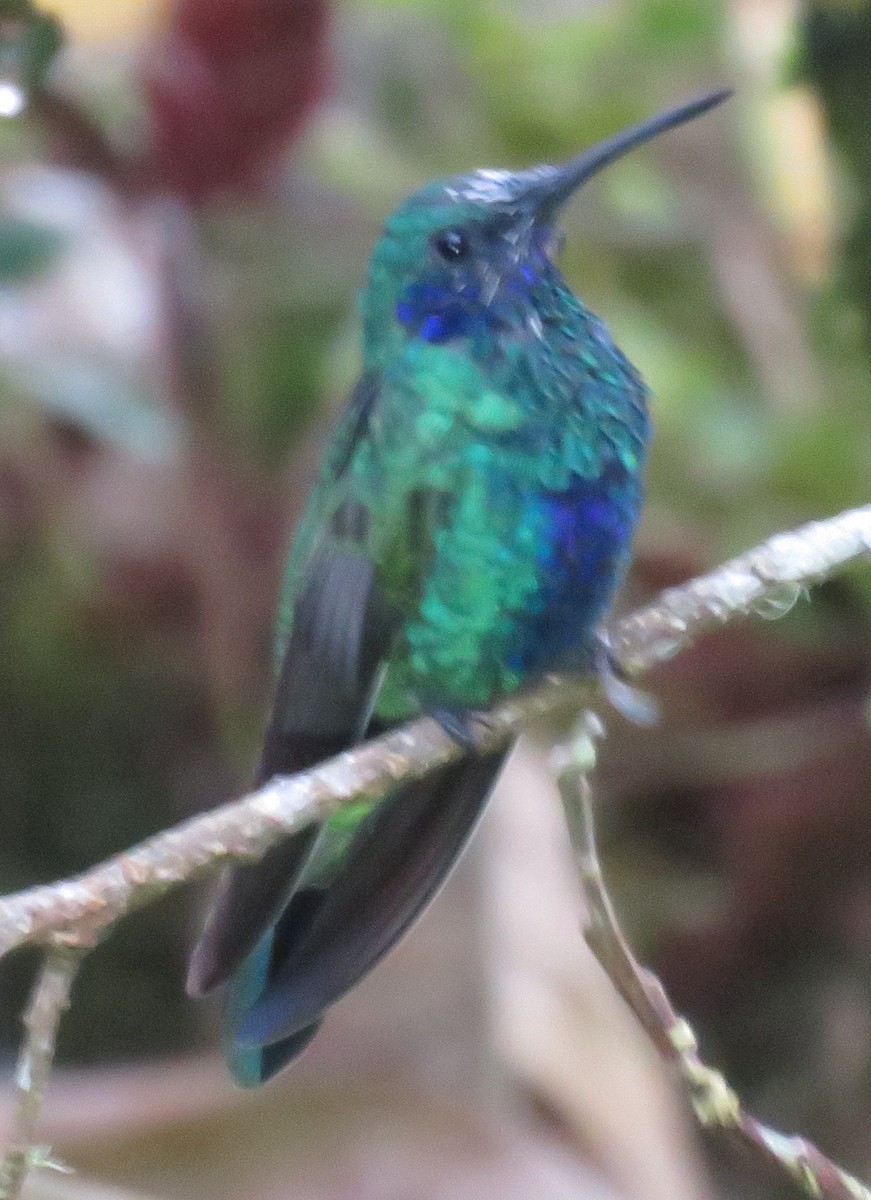 Sparkling Violetear - Robin Gurule