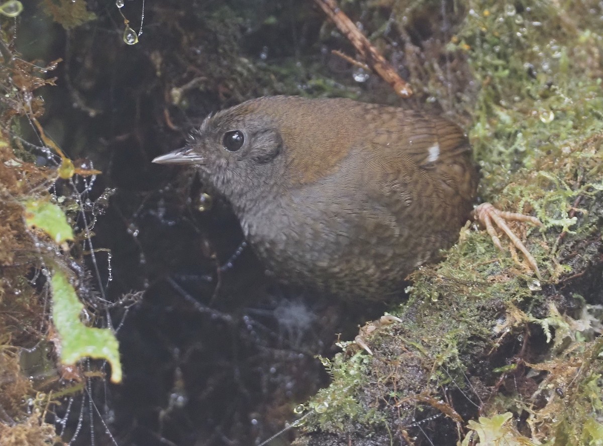 White-winged Tapaculo - ML611988047