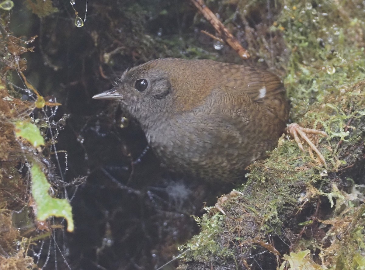 White-winged Tapaculo - Stephan Lorenz