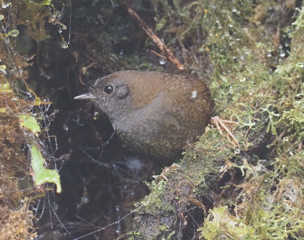 White-winged Tapaculo - Stephan Lorenz