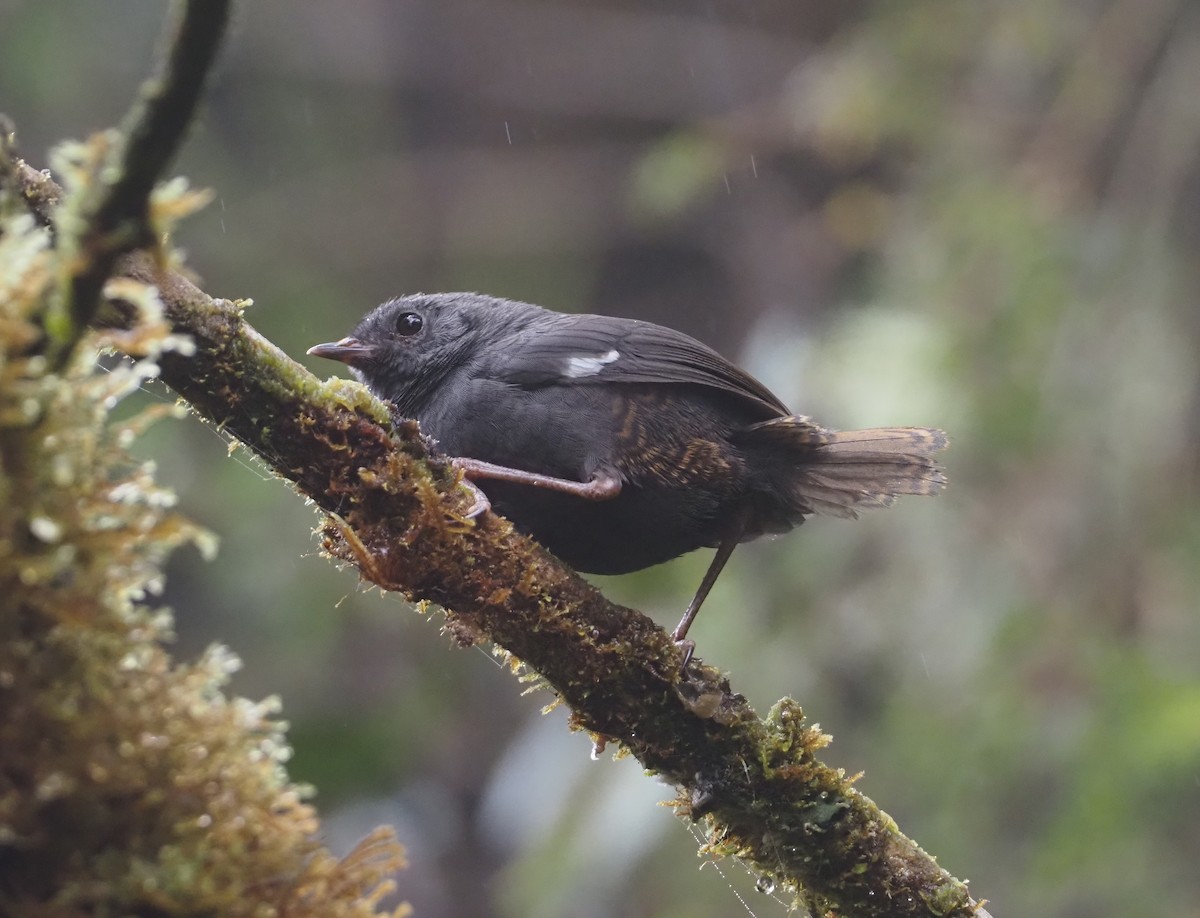 White-winged Tapaculo - Stephan Lorenz