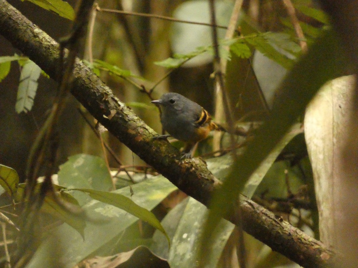 Rufous-bellied Antwren - ML611988147