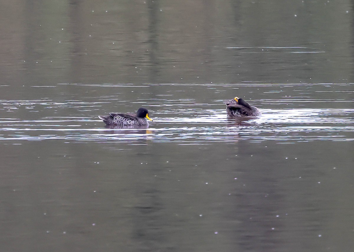 Canard à bec jaune - ML611988214