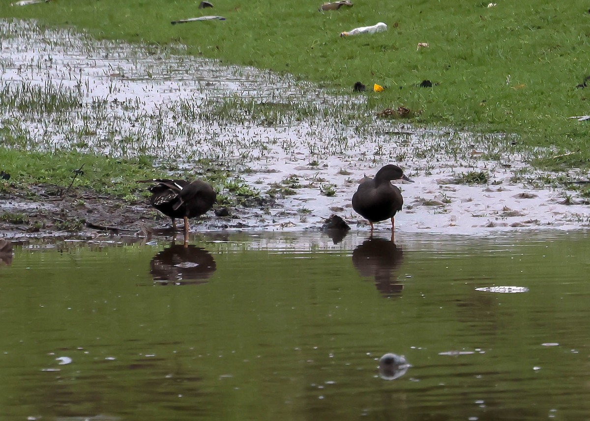 African Black Duck - ML611988231