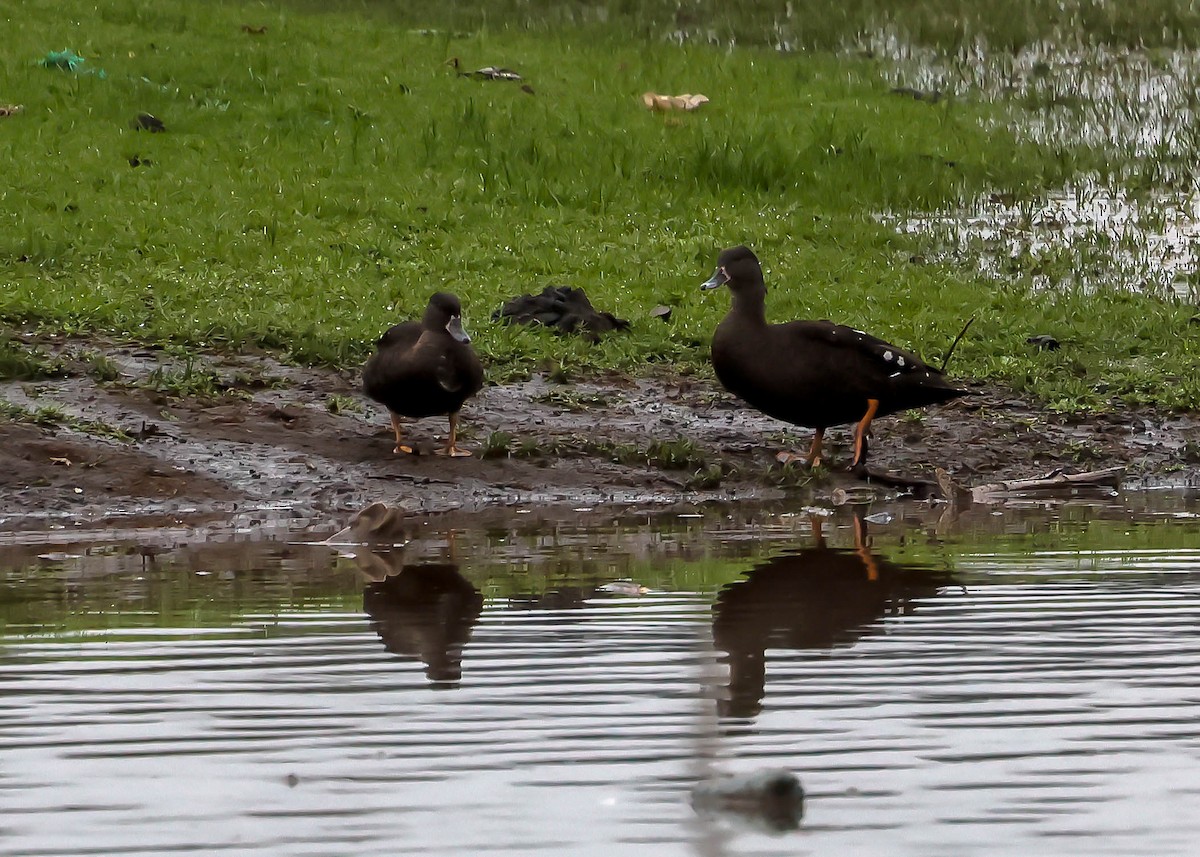 Canard noirâtre - ML611988252