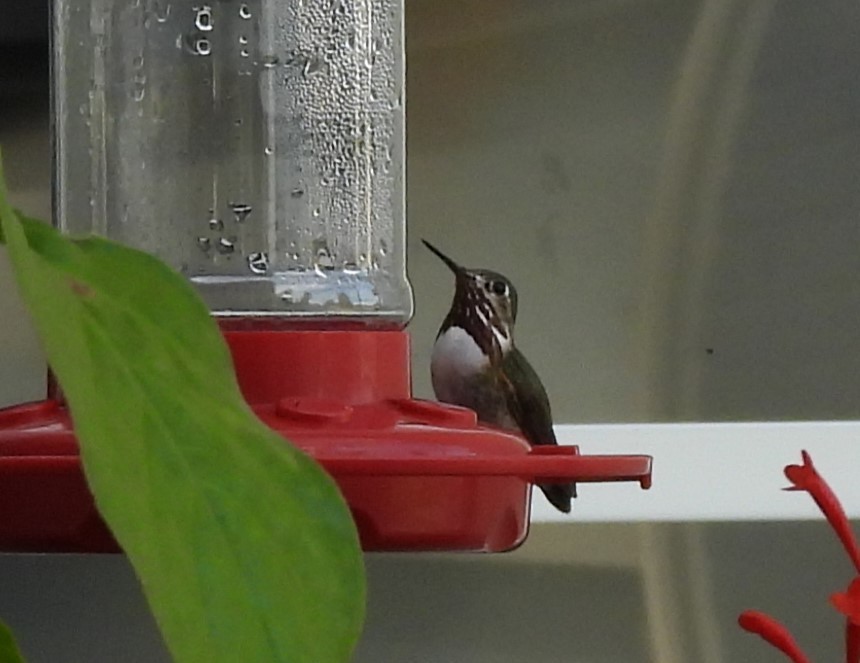 Calliope Hummingbird - ML611988519
