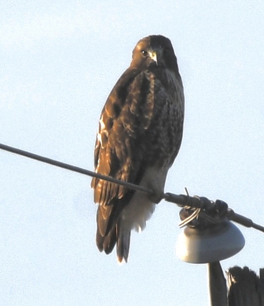 Red-tailed Hawk - ML611988530