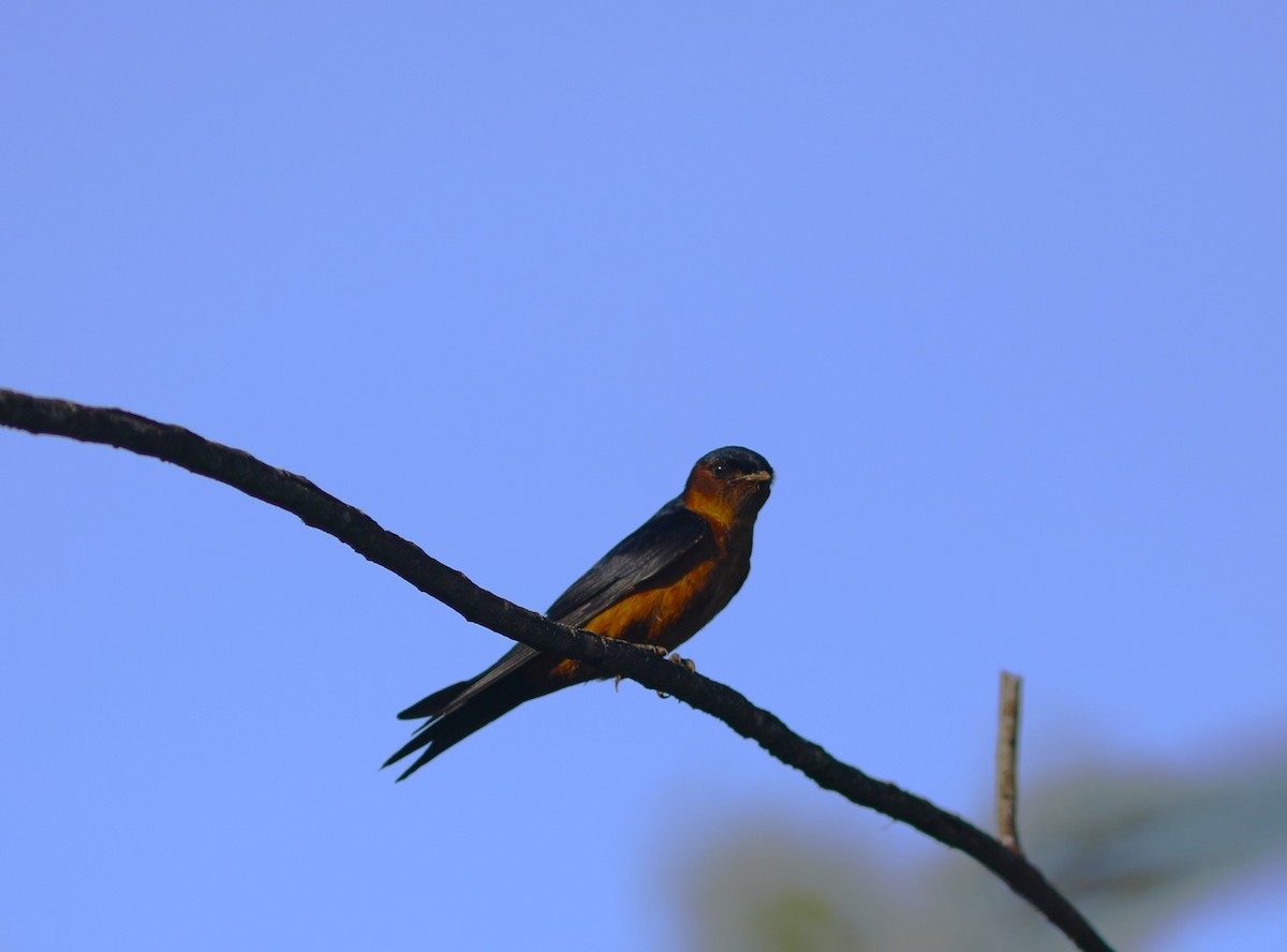 Sri Lanka Swallow - ML611988539