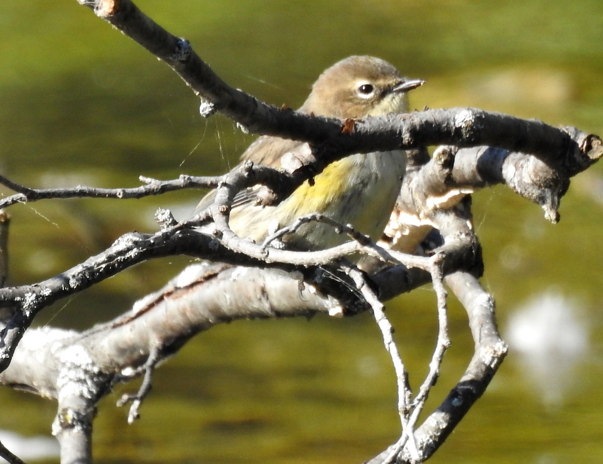 Yellow-rumped Warbler - ML611988541