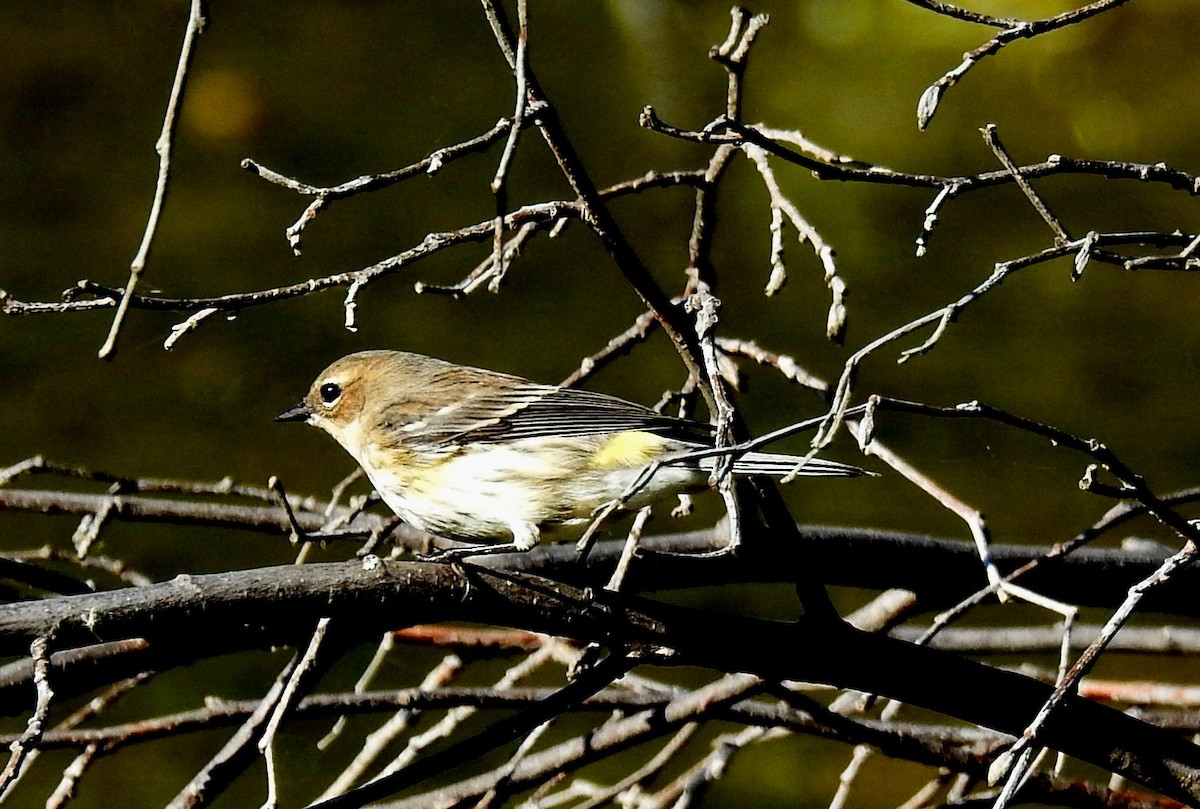 Paruline à croupion jaune - ML611988542