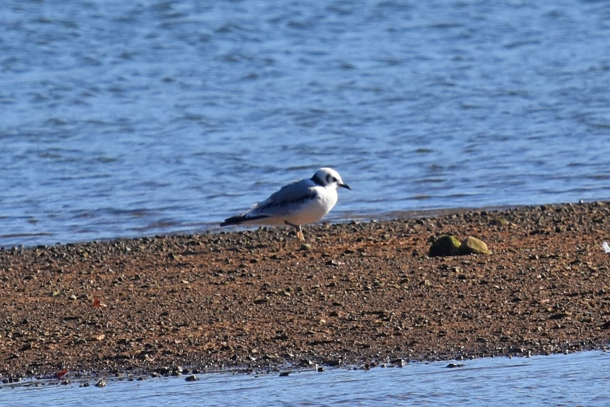 Black-legged Kittiwake - ML611988549