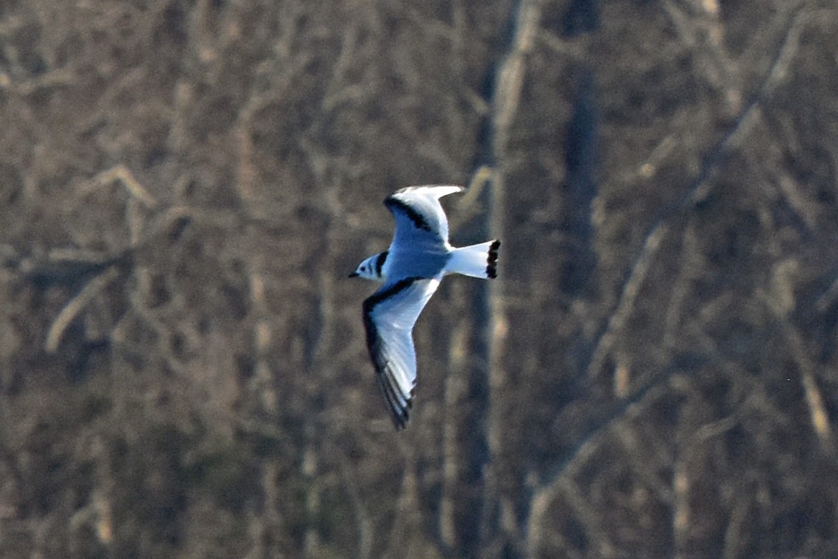 Black-legged Kittiwake - ML611988550