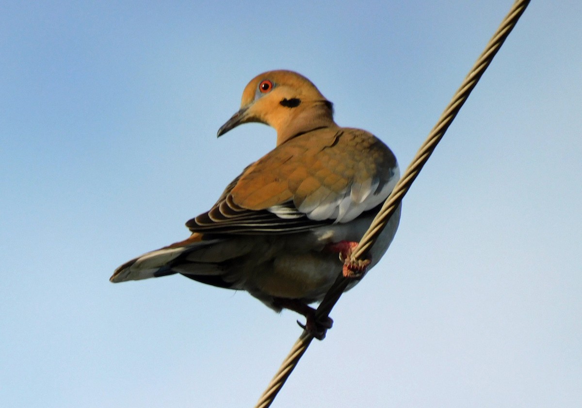 White-winged Dove - ML611988557