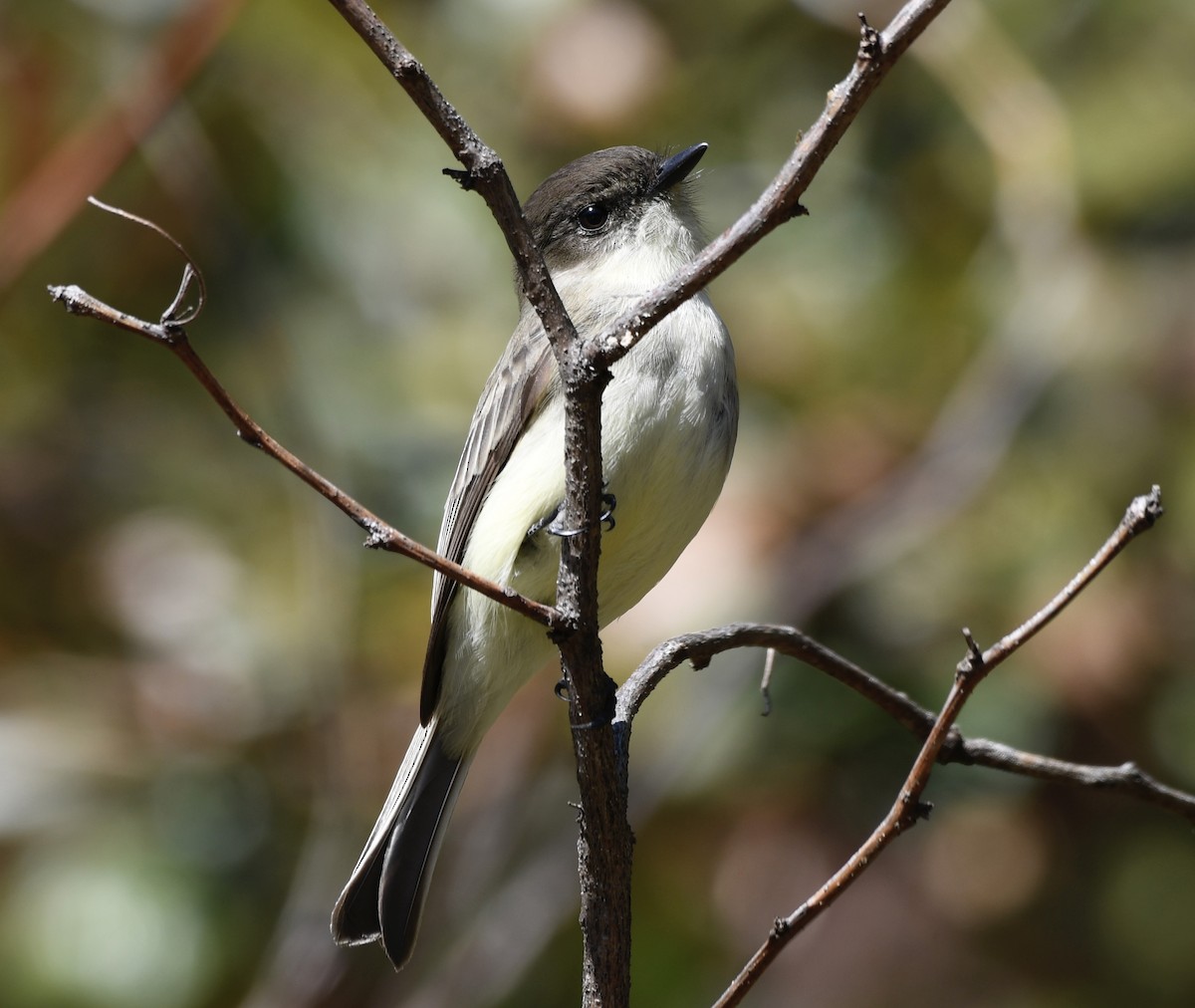 Eastern Phoebe - ML611988559