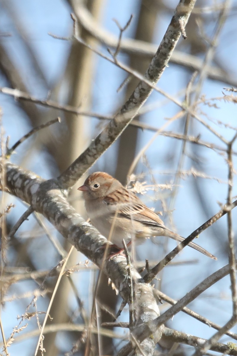 Field Sparrow - ML611988632