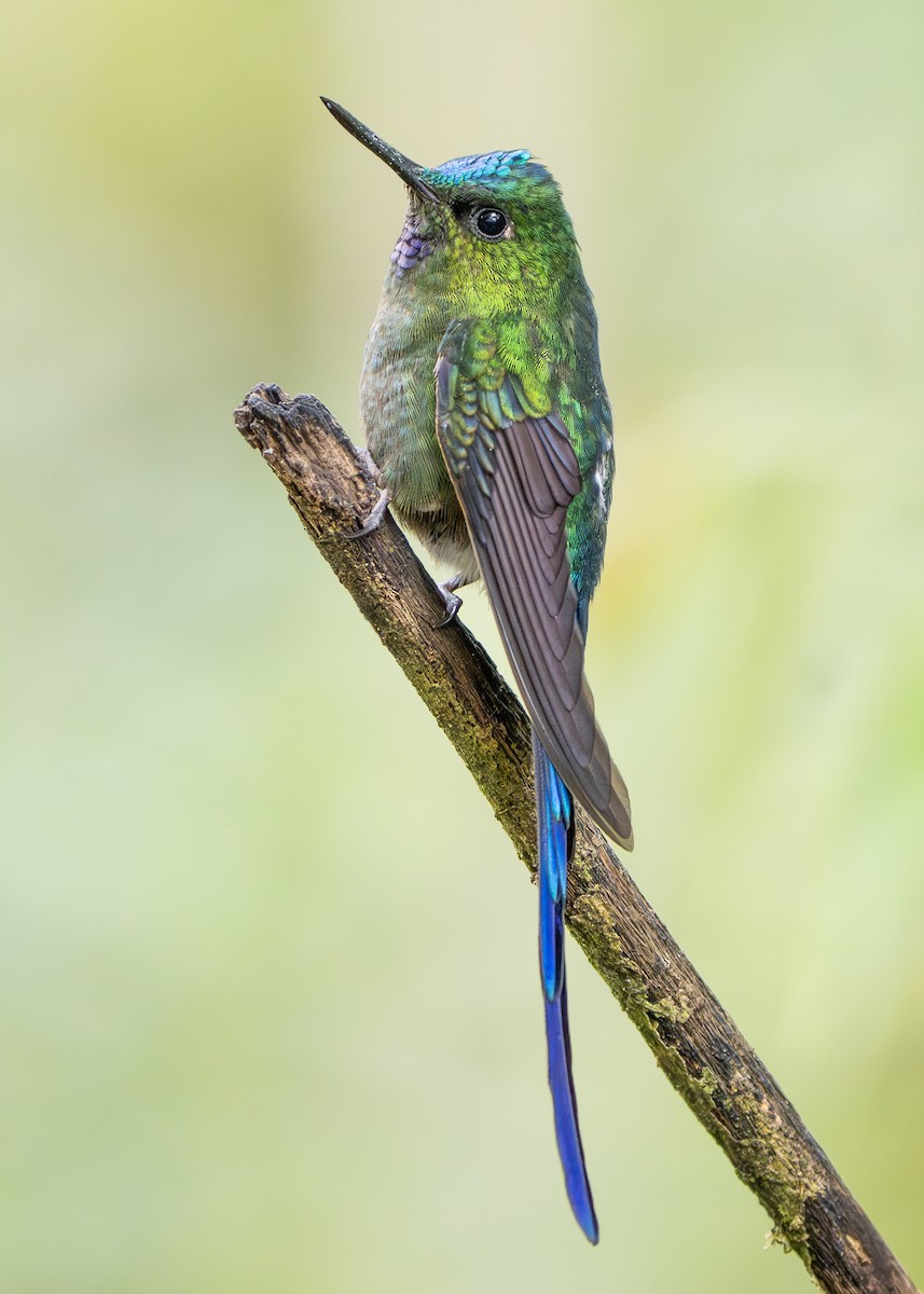 Violet-tailed Sylph - ML611988671