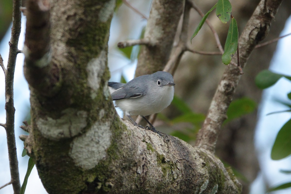 Blue-gray Gnatcatcher - Bob Athey