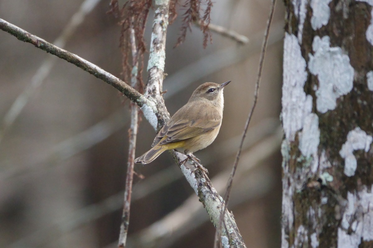 Palm Warbler - ML611988704