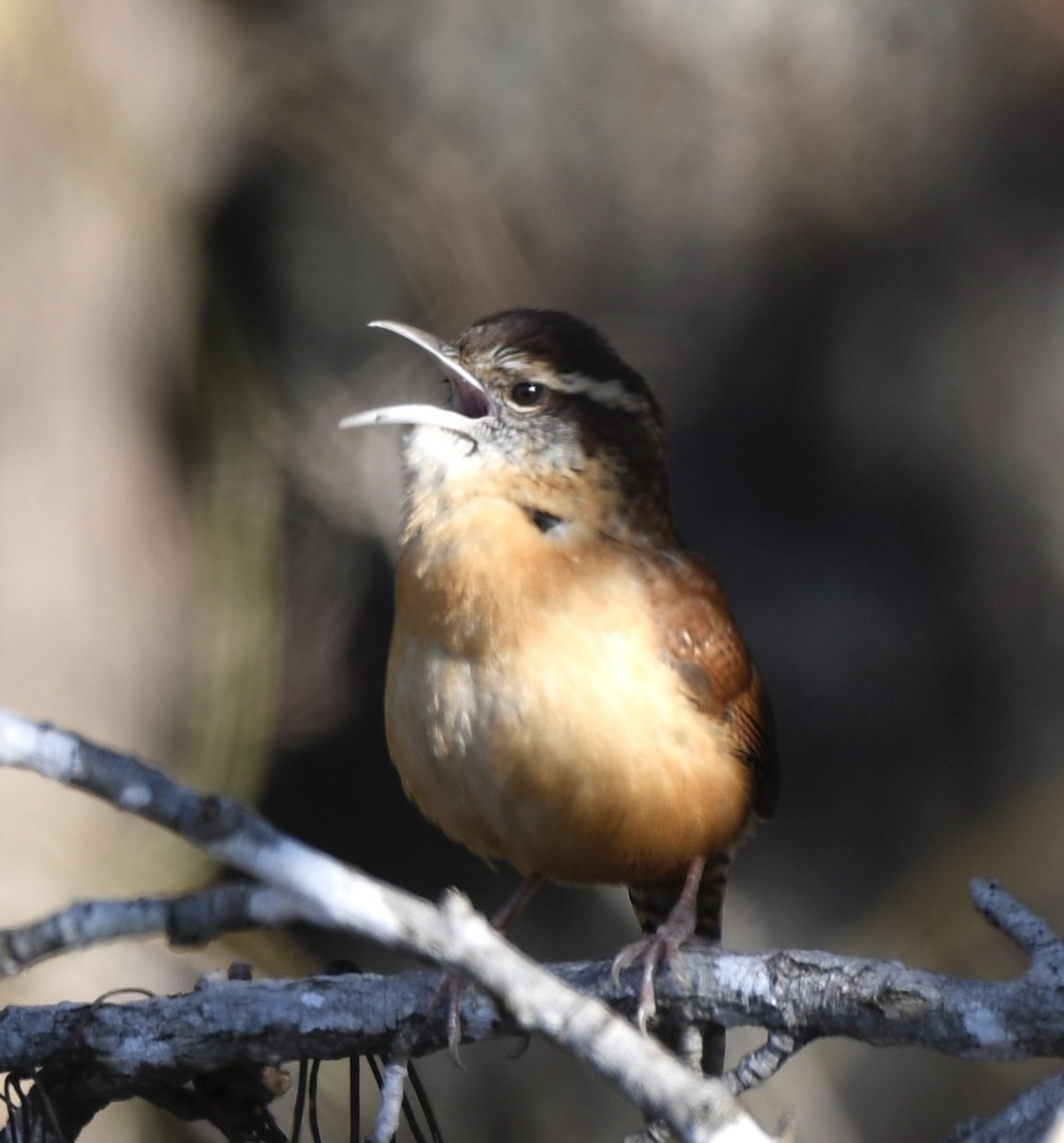 Carolina Wren - ML611988768