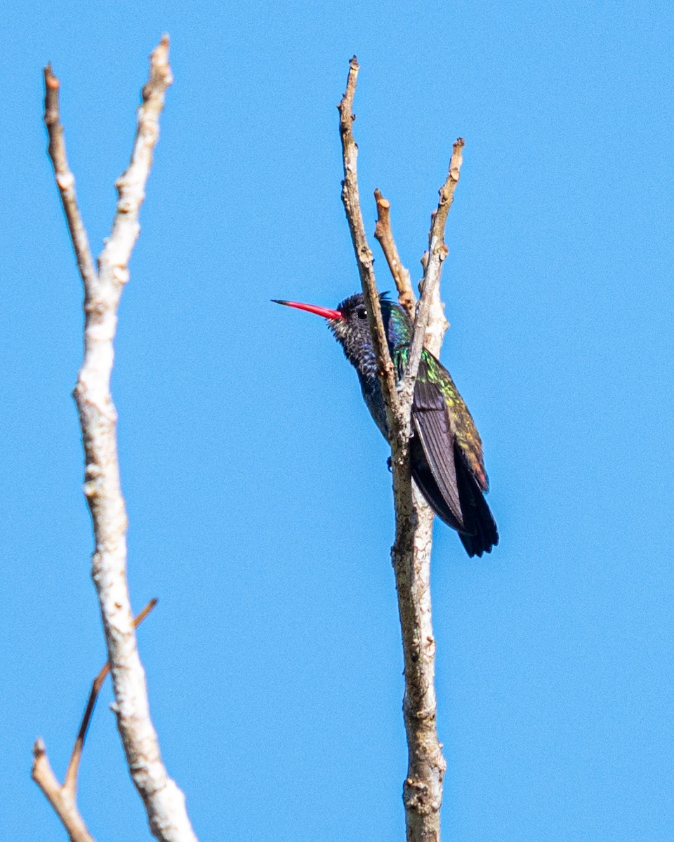 Rufous-throated Sapphire - ML611988781