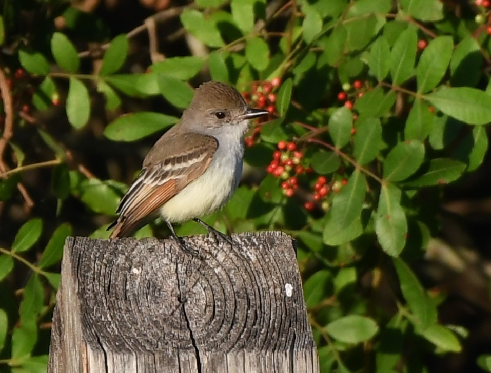 Ash-throated Flycatcher - ML611988905