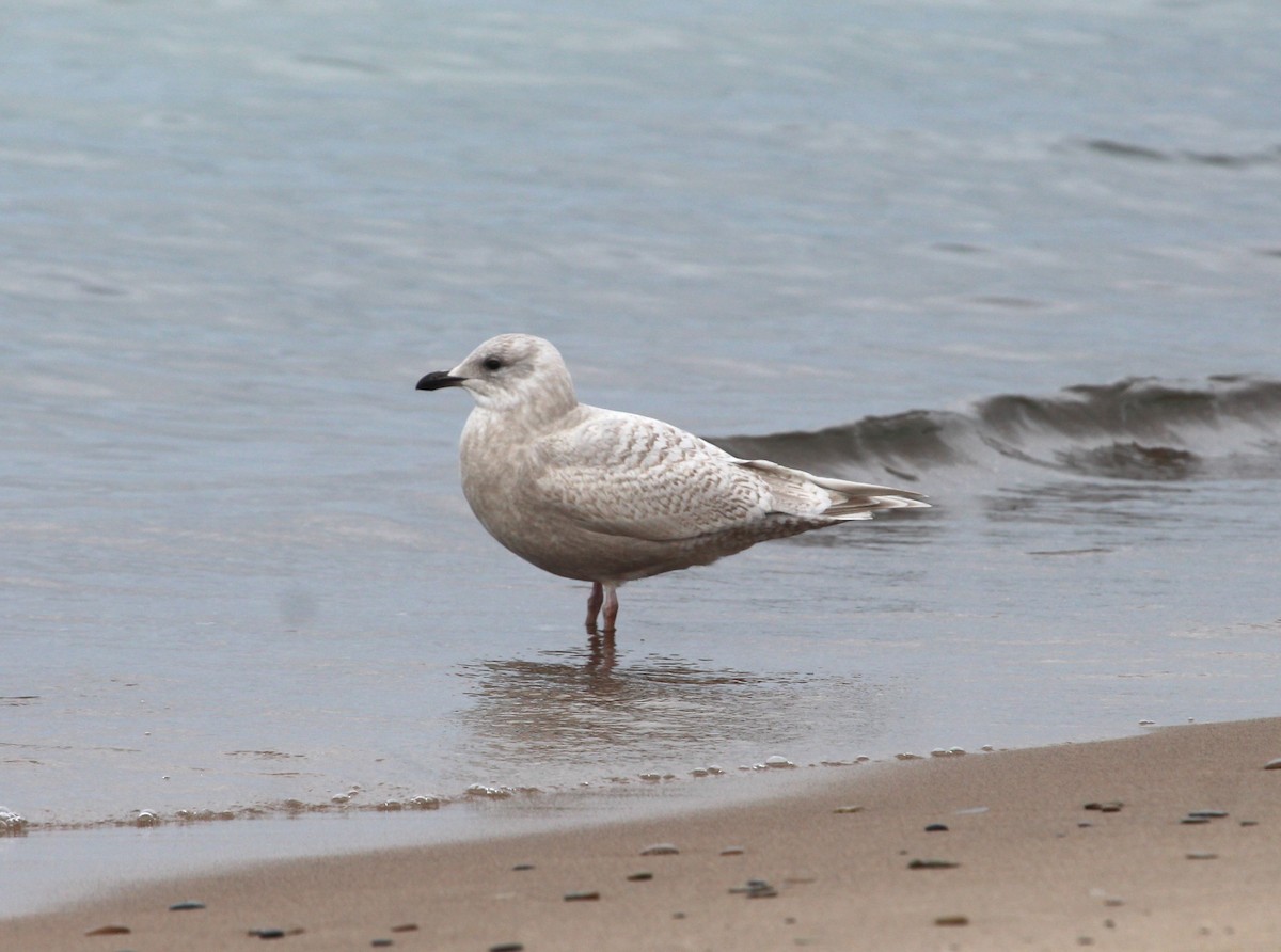 Iceland Gull - Bradley Anderson